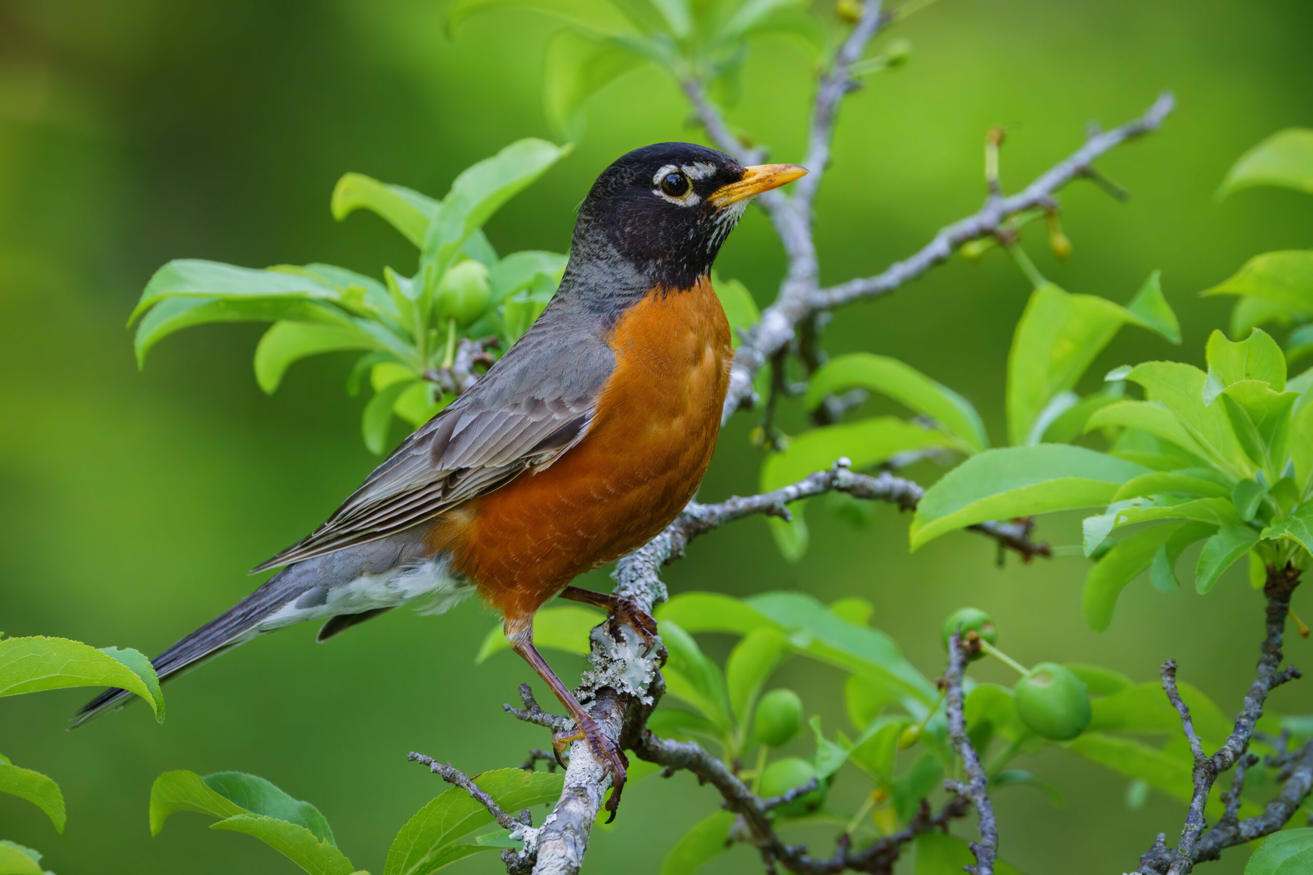 huntsville bird conservation bird divert